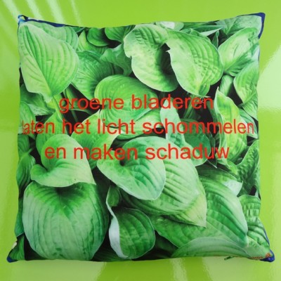 cushion hosta 72 kopie