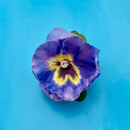 ring-silk-flower-violet-72